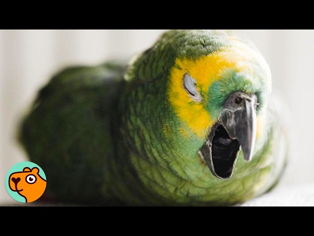 84 Year Old Parrot Feels Young Again | Cuddle Buddies