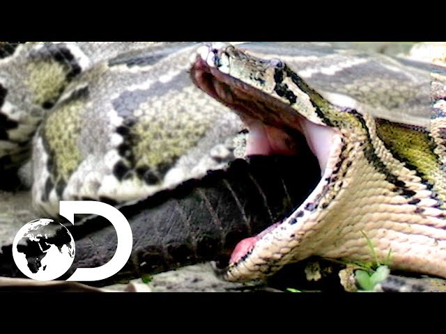 How a Snake Can Eat a Man Whole | Man-Eating Python of Sulawesi