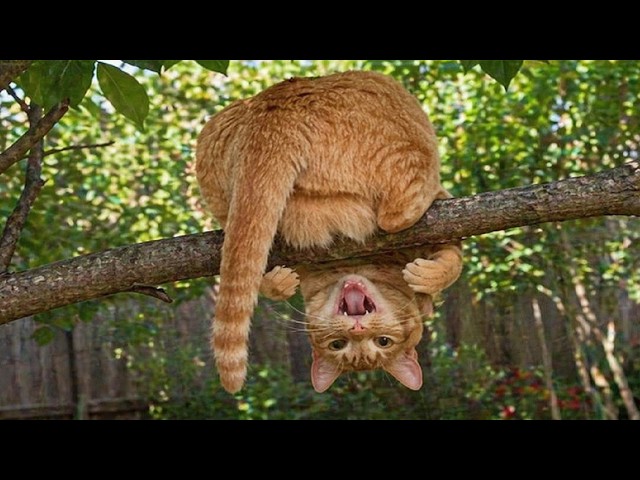 DRAMATIC Cats Being Goofy for No Reason 🤣 TOP Funny Cats Video