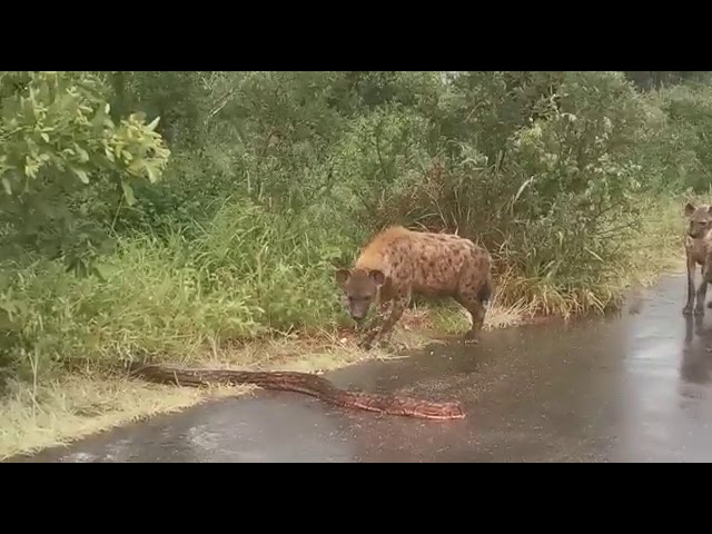 Three spotted hyaenas interacting with an African Rock Python