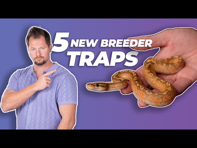 5 New Ball Python Breeder TRAPS | #ballpython #snake #reptiles