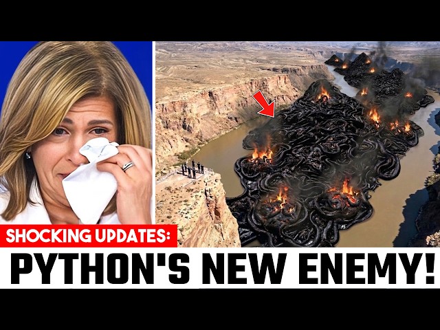 A New Predator Is Taking Down Florida's Pythons — The Footage Is Incredible