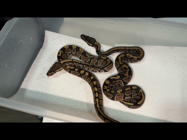 Most EXPENSIVE Ball Pythons We Ever Have Hatched! 