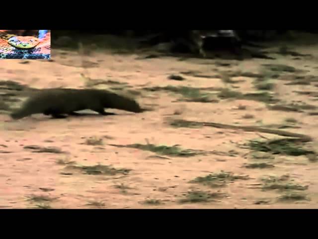 King cobra vs Mongoose Face To Face # King cobra vs Mongoose