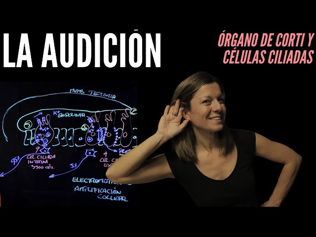 Fisiología de la audición