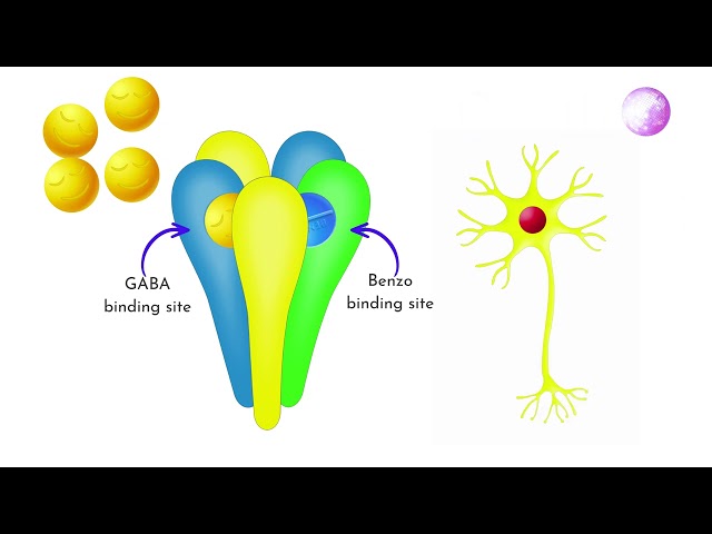 Effects of Benzodiazepines on the Nervous System & Body