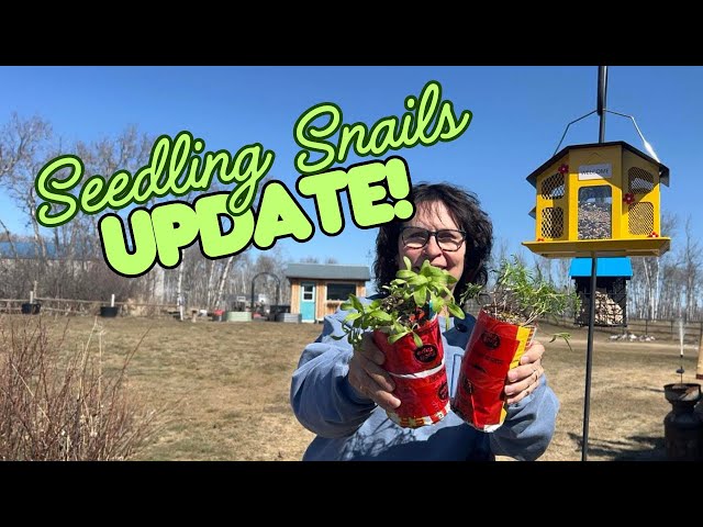 Seedling Snail Gardening Hack 🌱 Space-Saving Seed Starting Method Update