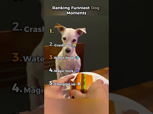 Ranking Funniest Dog Moments 😂