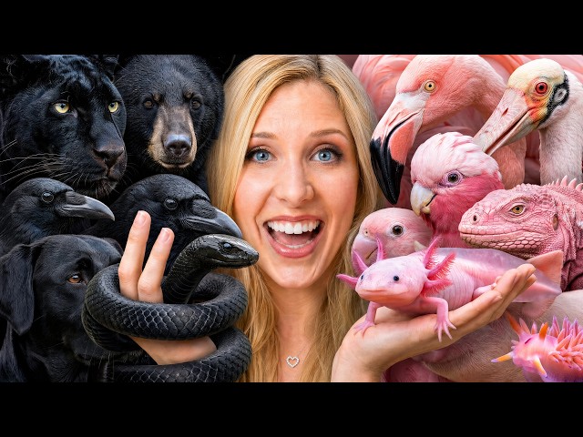 I Adopted Black vs Pink Animals!