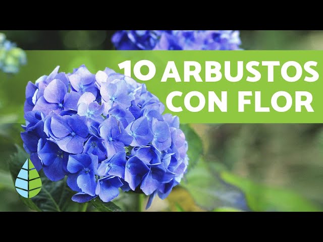 10 Flowering Shrubs for the Garden + Names and Care