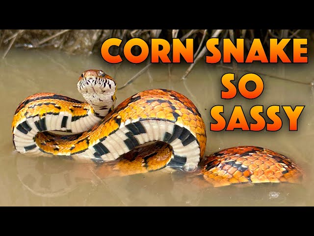 Corn Snake Behavior! Not What You Think! 11 Strikes!