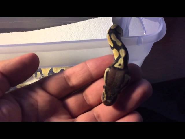 Slow-Motion Baby Ball Python Yawn