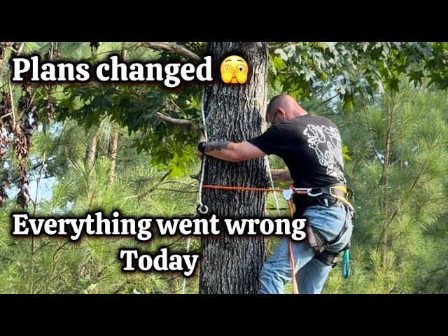 I Was Ready to Climb a tall Pine Tree… Then EVERYTHING Changed! 🌲😳