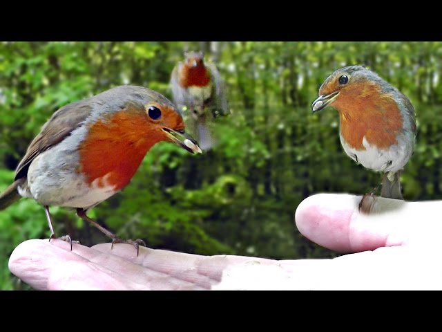 Hand Feeding Robins - Robin Birds Everywhere