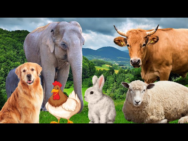 Sonidos de animales de granja - Vaca, oveja, gato, perro, pollo - Momentos de animales