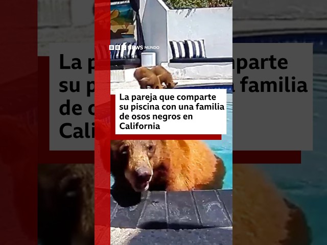 La pareja que comparte su piscina con una familia de osos | BBC Mundo