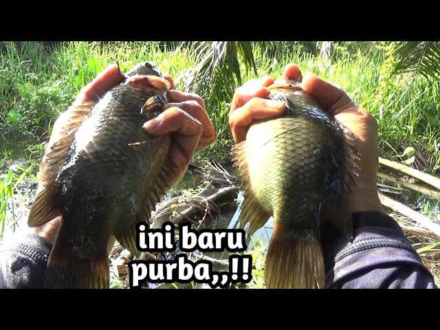 CRAZY,,,!! Illegal anglers find a new spot for ancient betok in the interior of Riau,,fishing for...