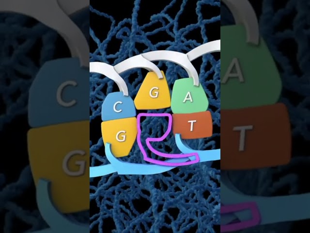 How often do mutations happen?  #genetics #animation #mutation  #geneticdiversity #biology #mutant