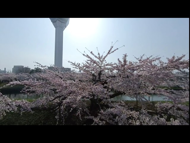 INSTA360 EVO 試写（五稜郭の桜）