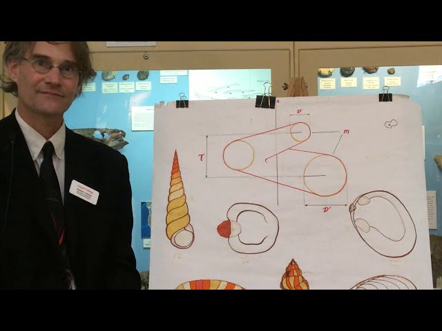 Tate Talk- How do Seashells Grow- part 1