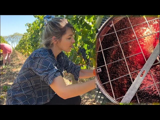 How BORDEAUX Wine Is Made - Step by Step Explanation/Fun Documentary
