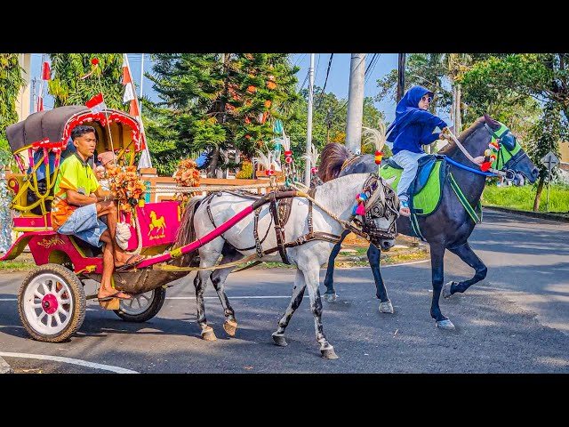 NAIK DELMAN ISTIMEWA | HORSE - KUDA DELMAN | KUDA