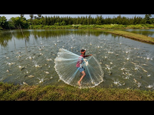 Fishing Net Video - Traditional Cast Net Fishing in River - Best Fishing Net Village River Video 