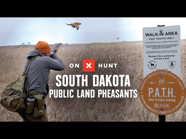 Pheasant Hunting: South Dakota’s Best Public Lands | onX Hunt