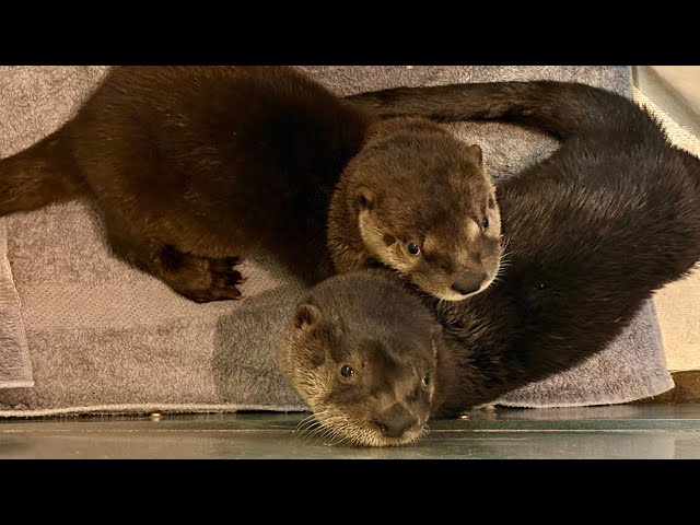 BeaverCam - lodge pen