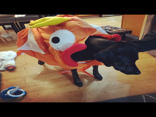 Spectacular posts from r/rarepuppers | Dionne Warwick