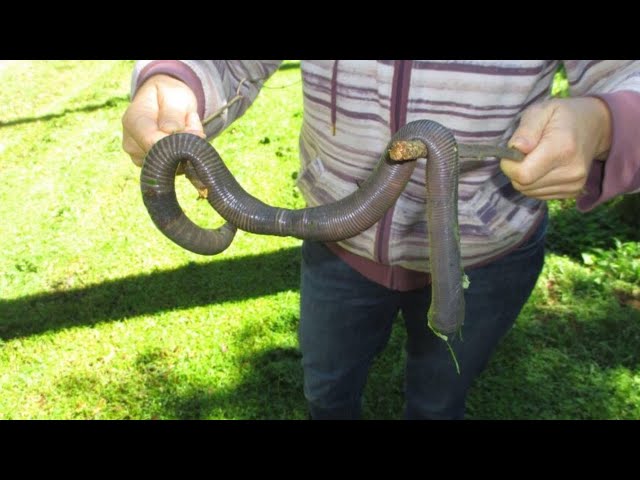 The World's Biggest Worms
