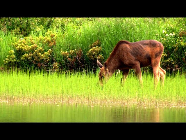 The Incredible Life Cycle of Moose - Survival, Motherhood and Renewal