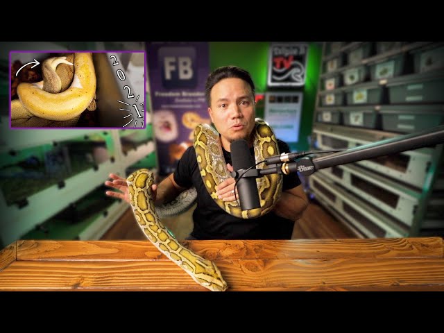 Next Year's Ball Python Breeding Season