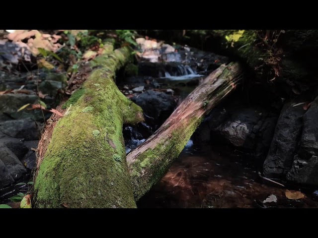 Relaxing Music, Sleep Music, Water Sounds, Meditation Music, Healing Piano for Tranquility & Balance