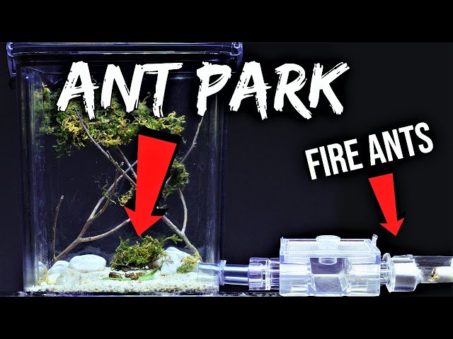 FIRE ANTS REACT TO THEIR NEW "ANT PARK"