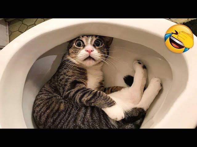TOP funny animal Videos 2025 🐶😸 | Cats and Dogs videos