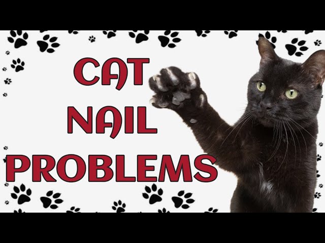 🐾 Cat nail problems