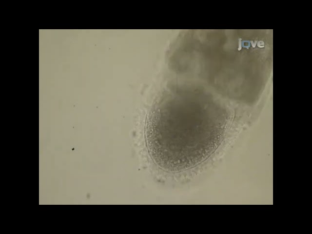 Isolate individual Drosophila egg chambers for precise live imaging analysis