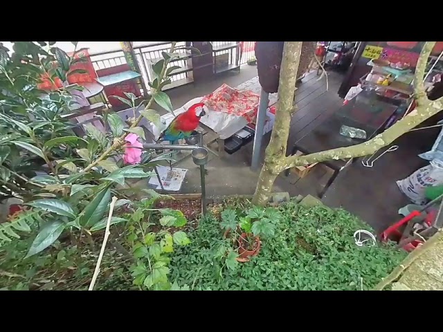 A Parrot at Lu Gu, Taiwan. 鹿谷 台灣. Zen VR180 Virtual Experience