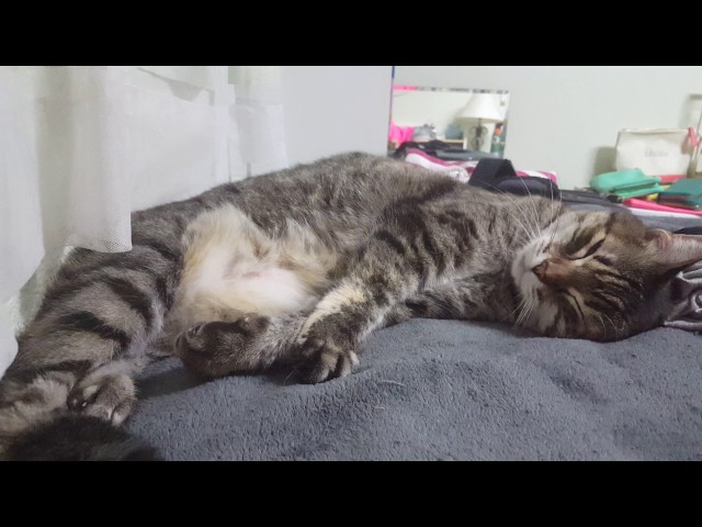 Cat abnormal breathing - rapid and shallow