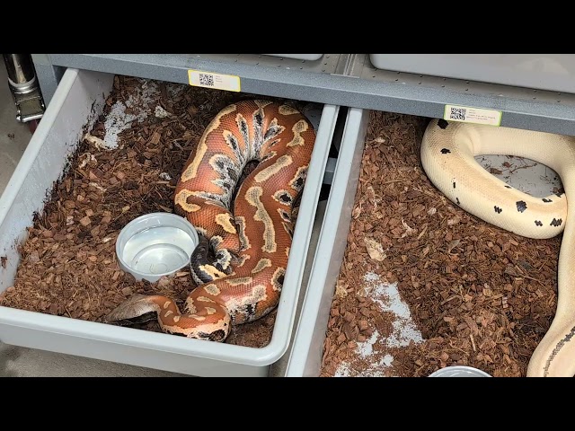 Adult Blood Python Breeding Group! DEAL 5!🚨 🚨TSRR 139