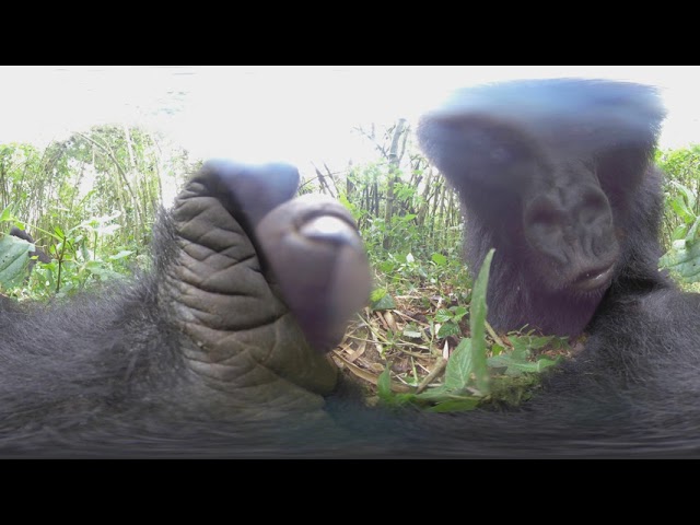 A gorilla stole our 360 degree camera!