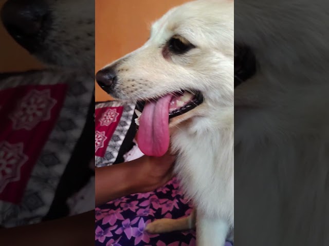 that's why it's called as copycat #cat #copycats #persiancat #nobicutecate #entertainment