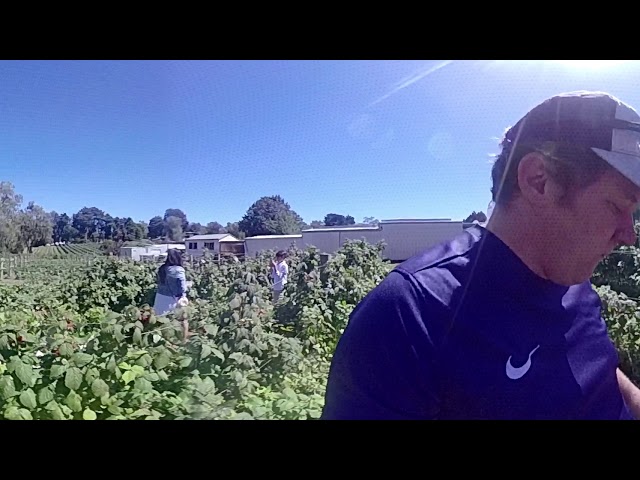 Raspberry picking at Warrantina Lavender Farm. #360degreesvideo #australia