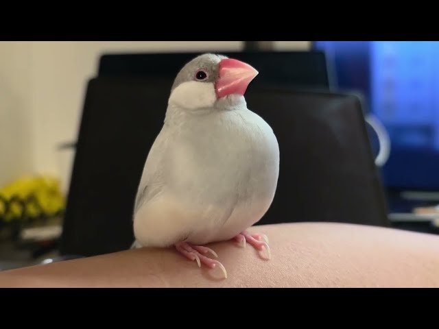 Java finch after work