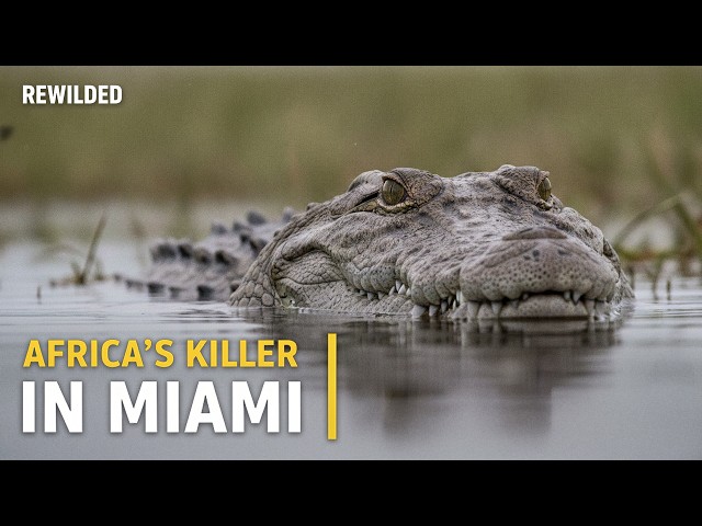 Florida's Next Python Isn't a Snake. It's a 20-Foot Crocodile.