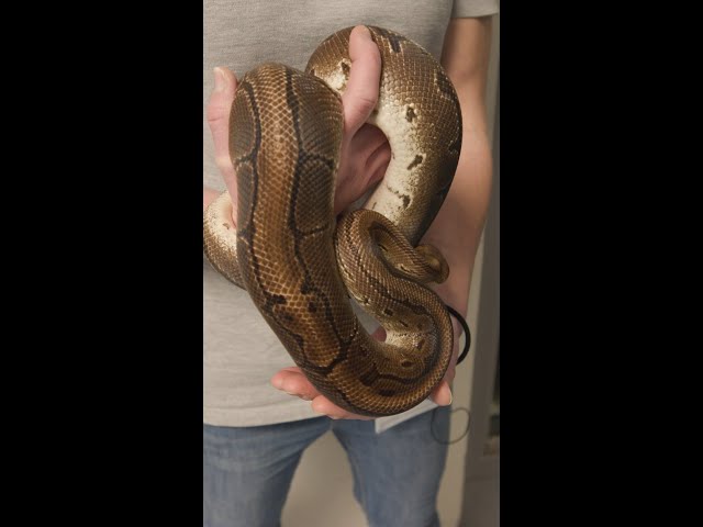 Ball Python Snake With A Unique Pinstripe Morph 🐍