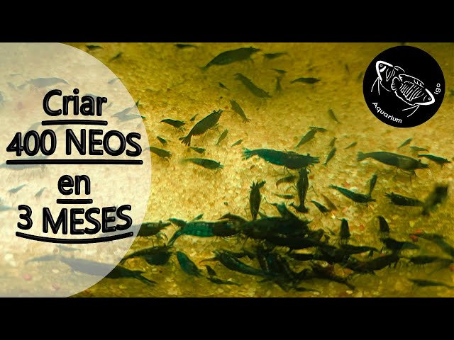 🦐GAMBAS NEOCARIDINAS. METODO PARA CRIAR RAPIDO EN UN ACUARIO. Cuidados, temperatura, cambios de agua