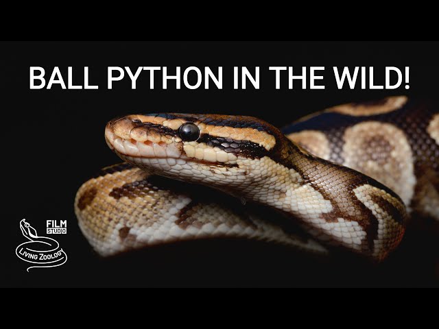 Ball python in the wild, finding the world's most favorite pet snake in West Africa!
