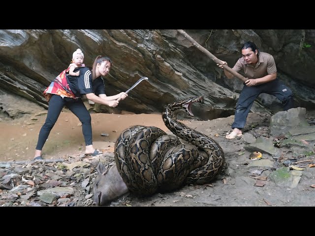 Giant python breaks into farm, rescuing wild boar that was attacked by the snake. SURVIVAL ALONE